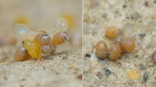 Penestoglossa dardoinella